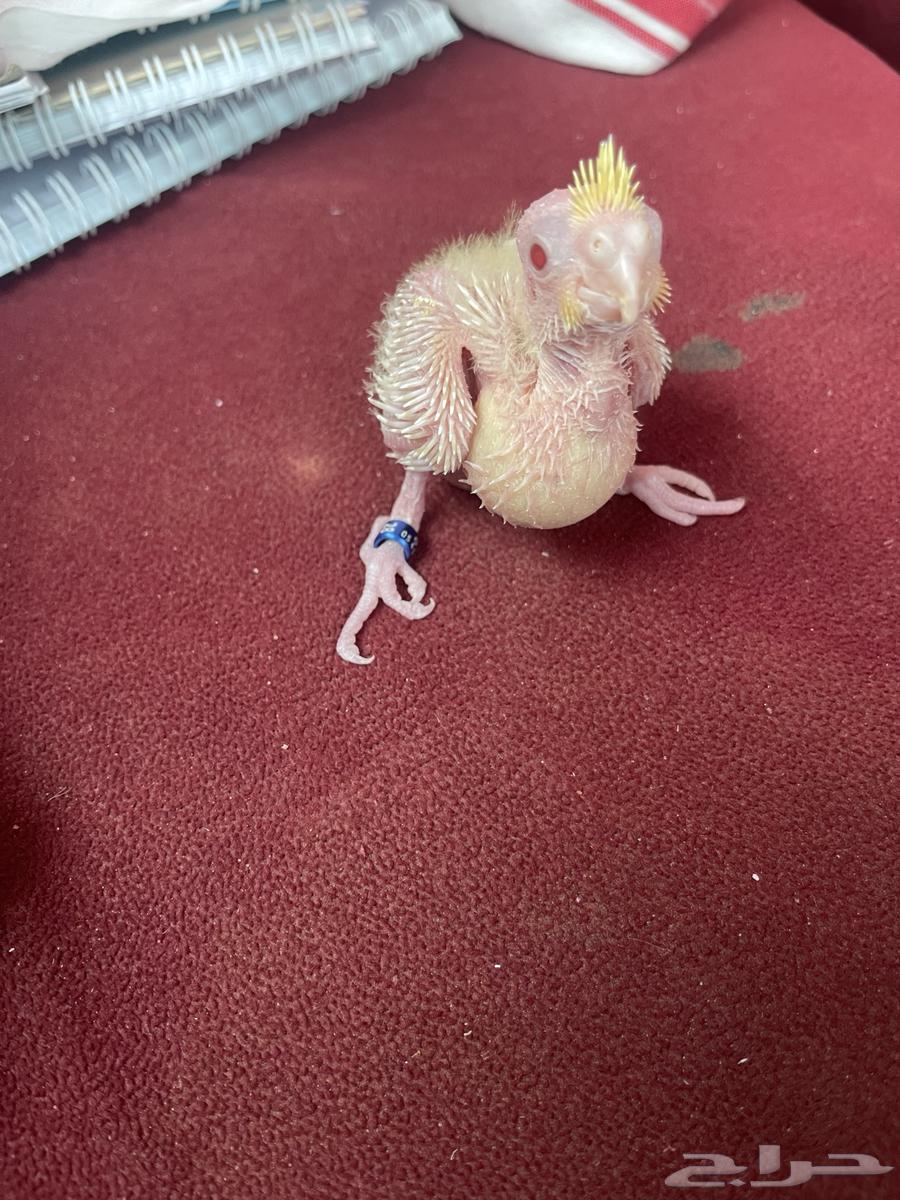 فرخ كروان لاتينو تم البيع64491320104322112