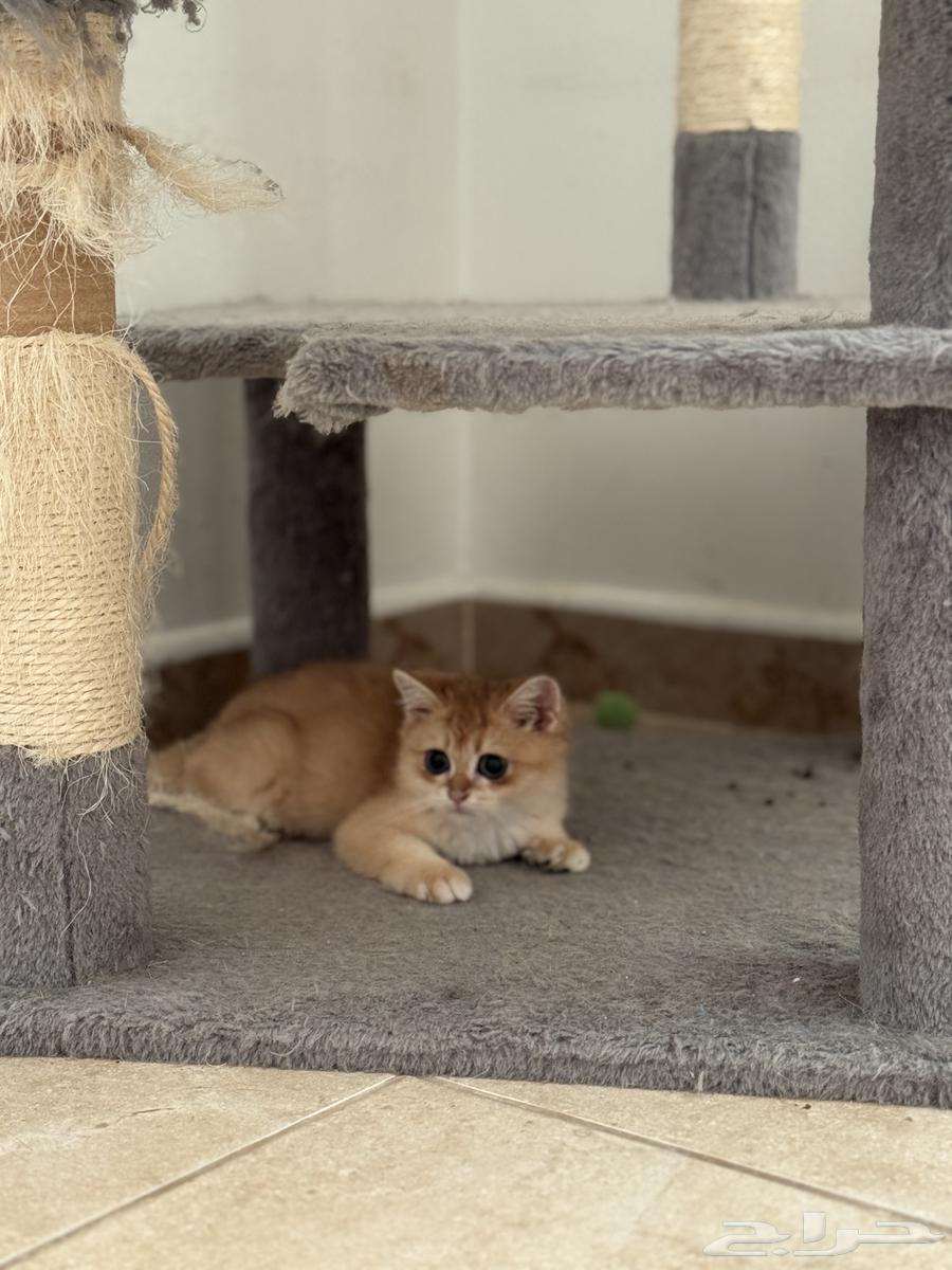 Scottish Pure Kitten64487828128642112