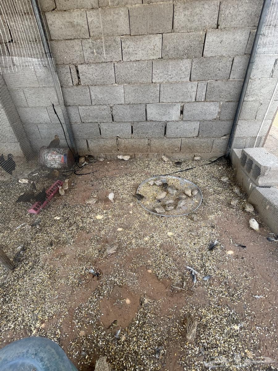 للبيع سمان64493300447107114