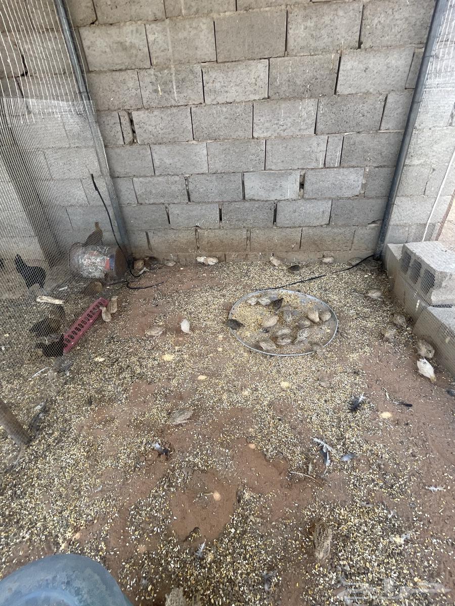 للبيع سمان64493300447107110