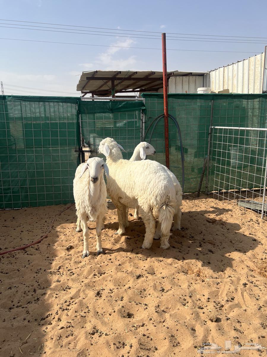 رخال نوادر 7 شهور64491741028227114