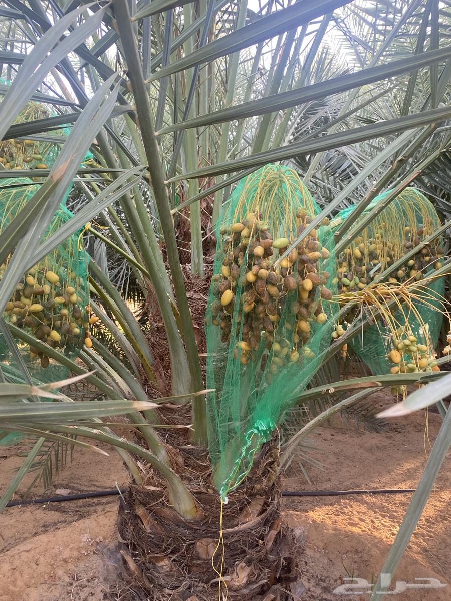 Dates for sale from palm tree64491564715138110