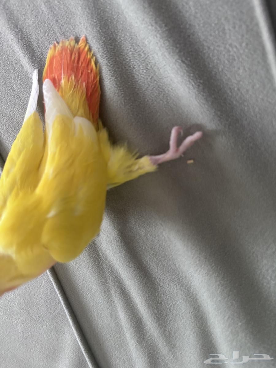 طير روز رد فيس64490468496898114