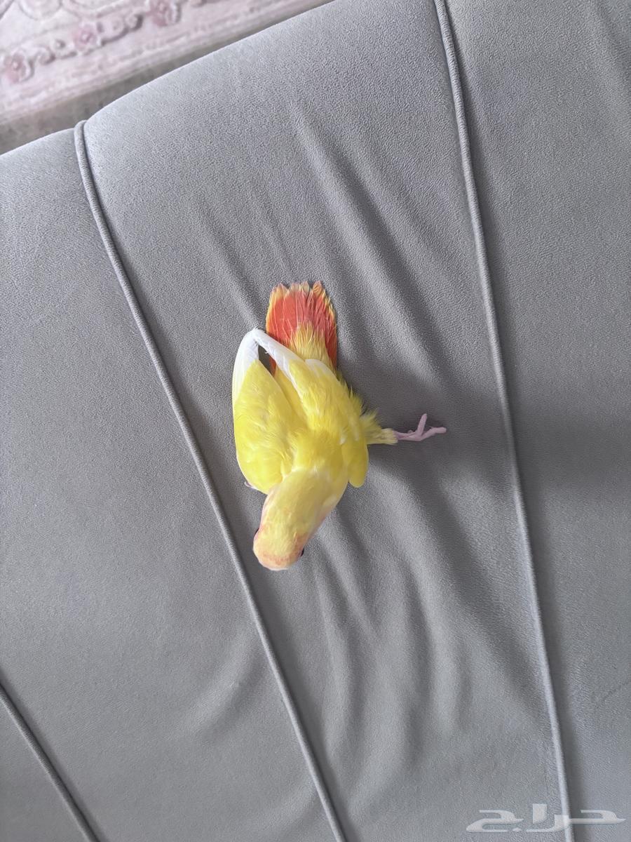 طير روز رد فيس64490468496898113