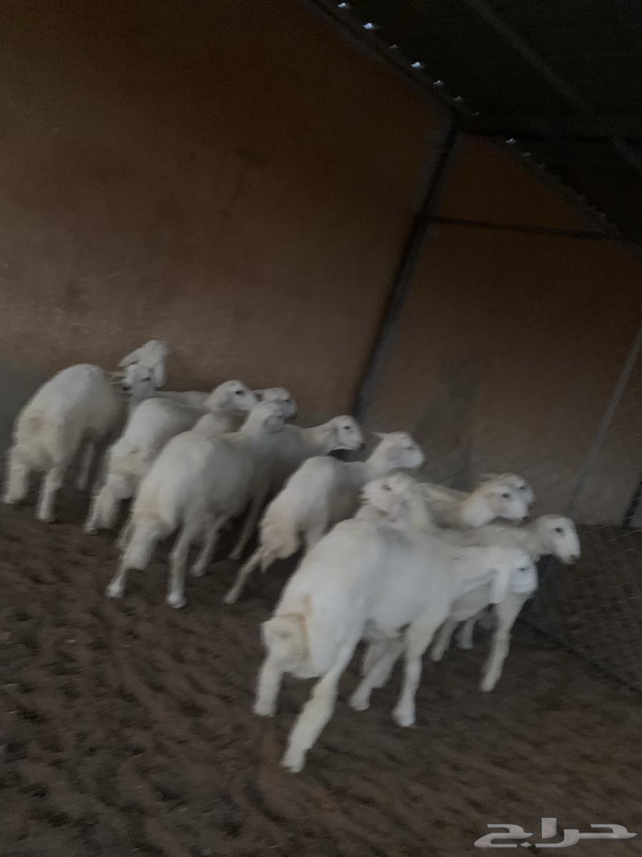 Luxury freedom lambs, back, side, and wool64488947990531111