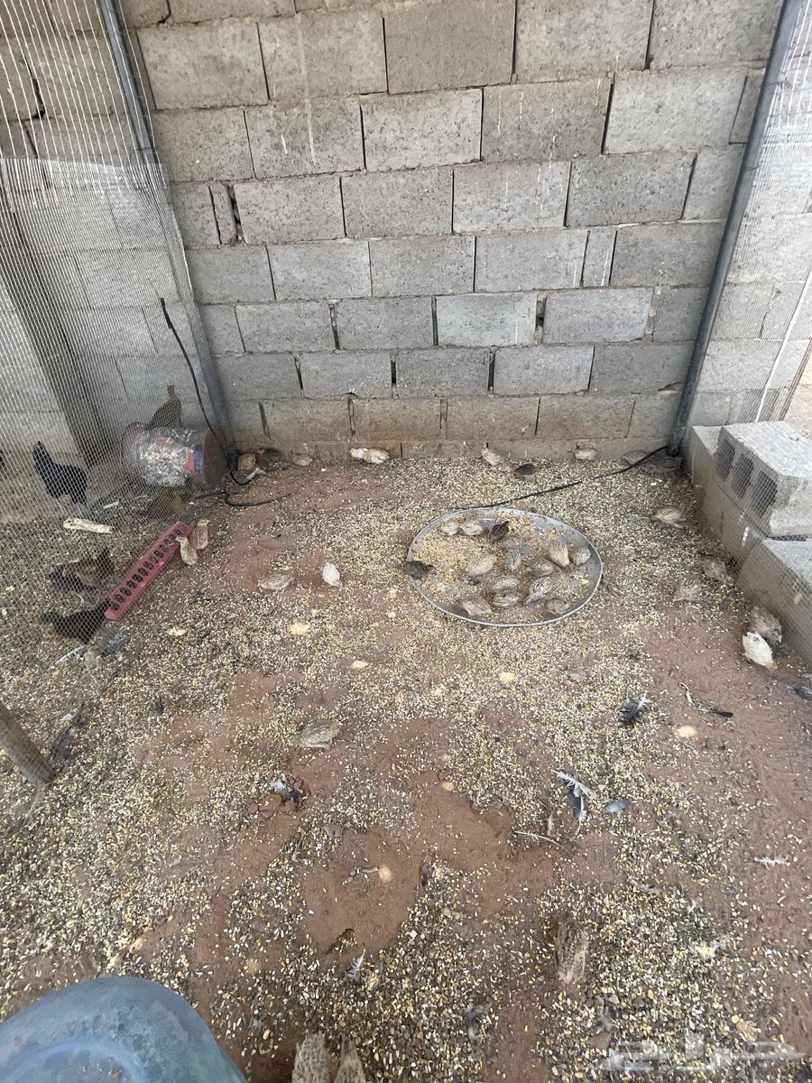 للبيع سمان64493300447107111