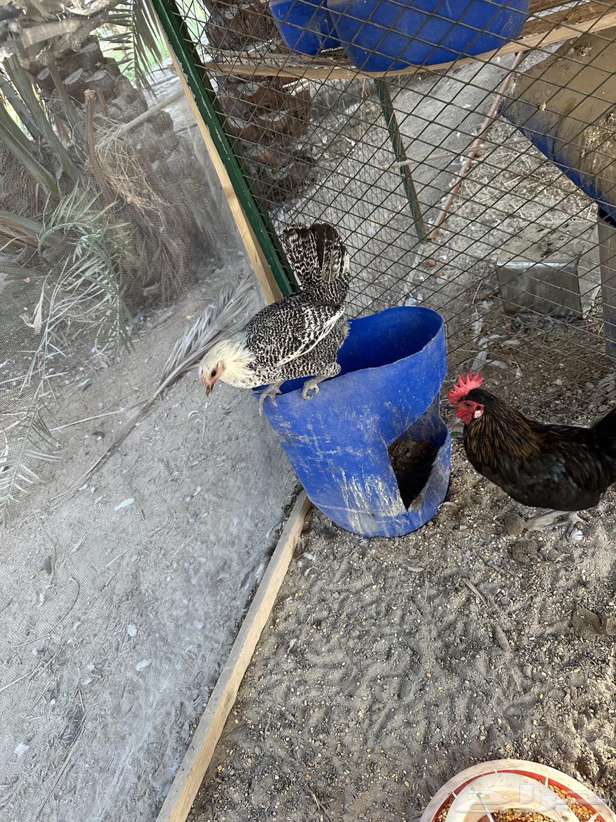 Chicken64487581452034111