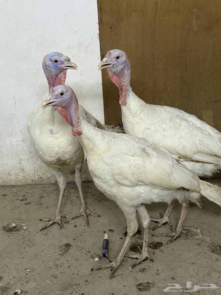 رومي بيع جملة64491864224643110