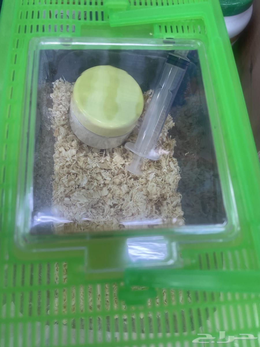 Quaker Chick Nader (Sold)64486413420161110