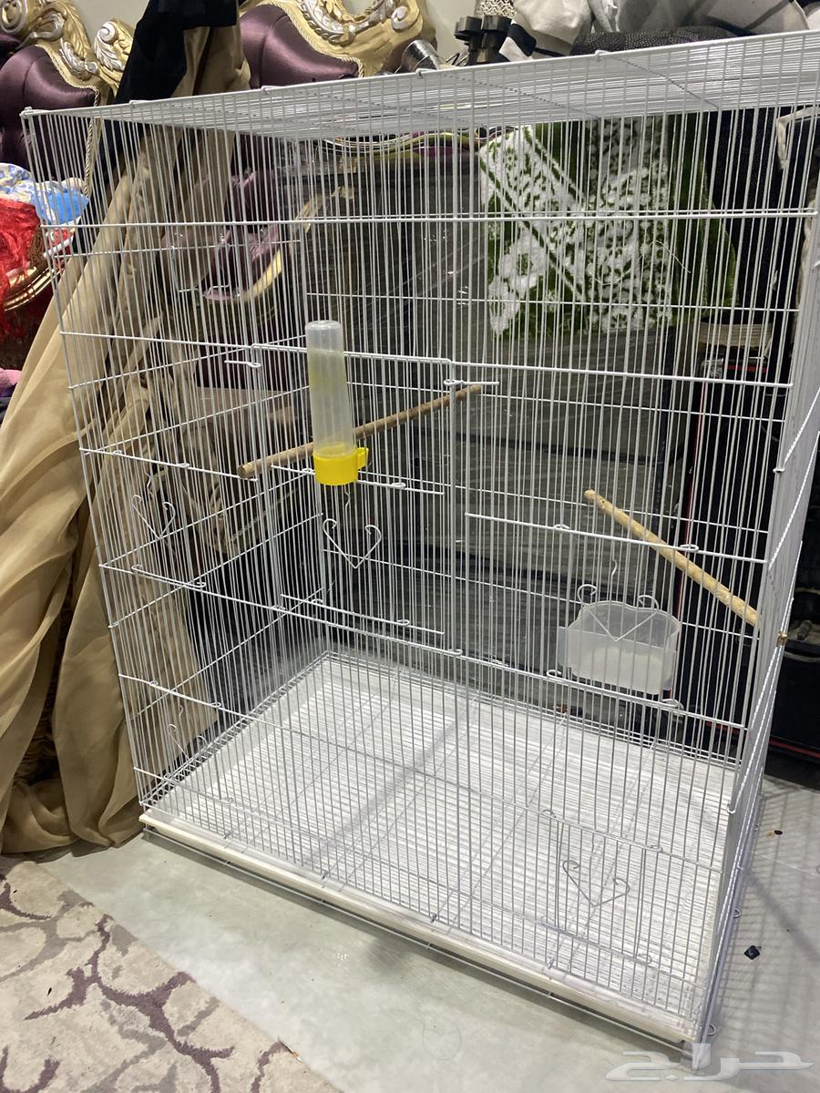 مطير كناري اخو الجديد64486413381507111