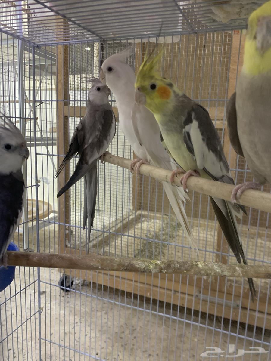 ذكور كروان منتجه تم البيييع64493002312706111