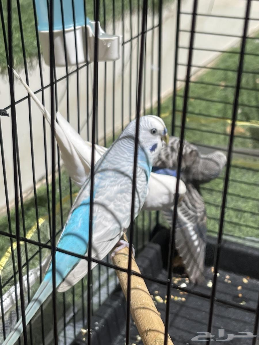 توفرت من جديد طيور حب 2 ب 75 (تم البيع)64488449557377113