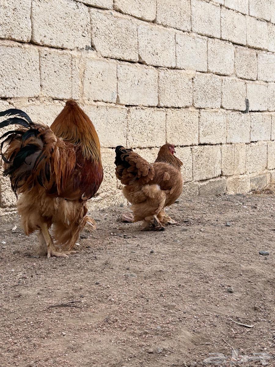 برهاما لبيع64492027025922111