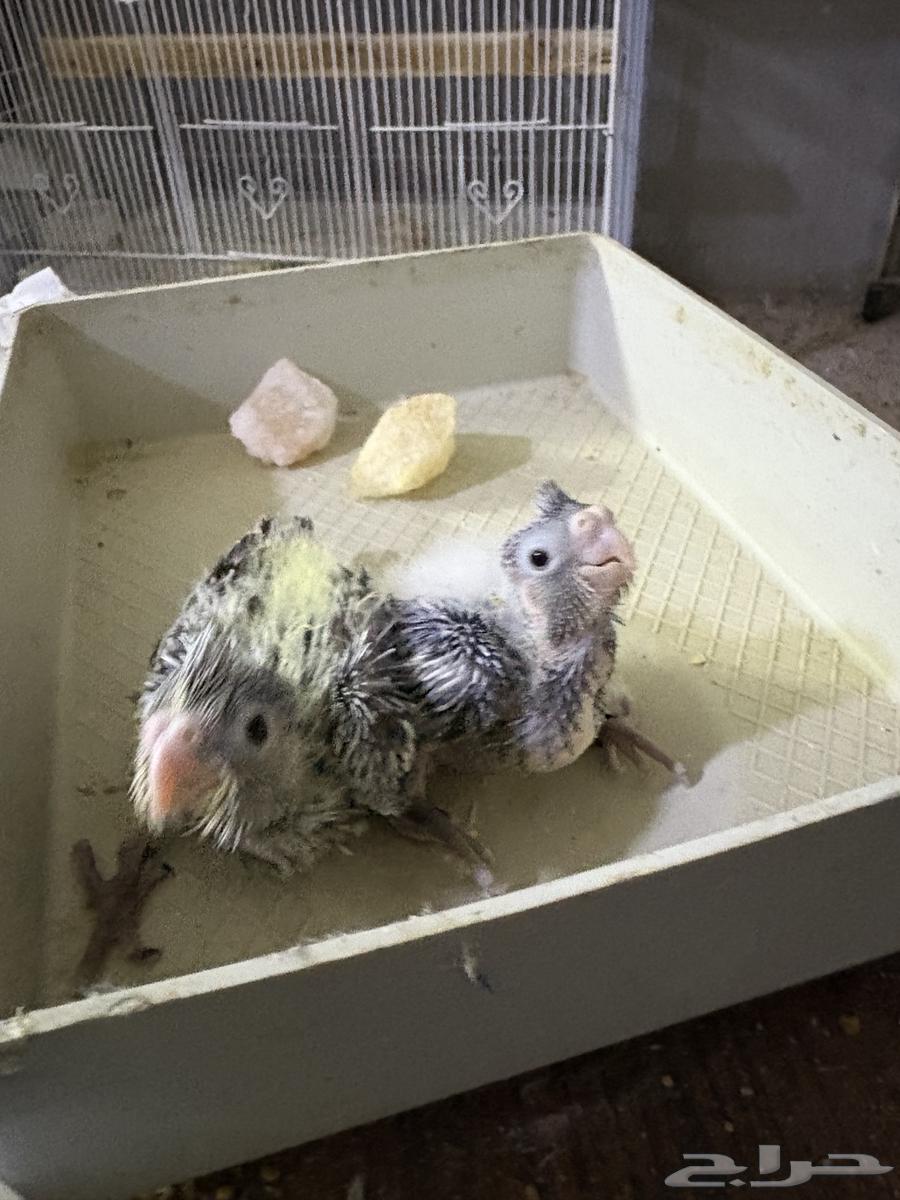 تم البيع خارج الموقع64494441638273110