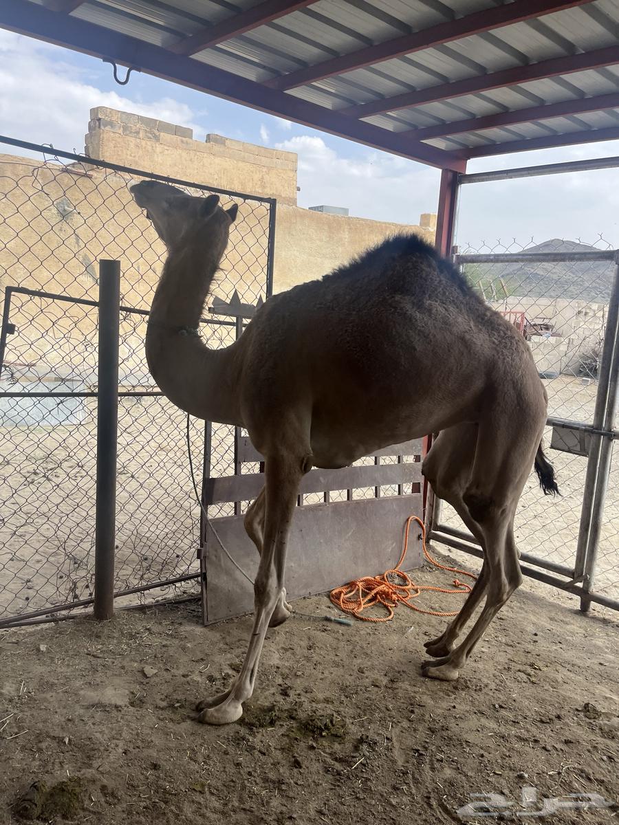 Bakra64411808521986114