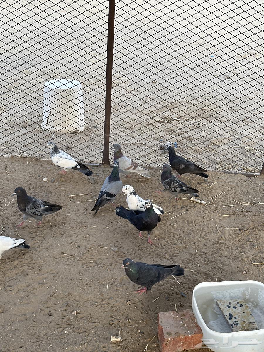 حمام بلدي للبيع أجواز وشحم الحمام الباكستاني مهو للبيع64492080736515112