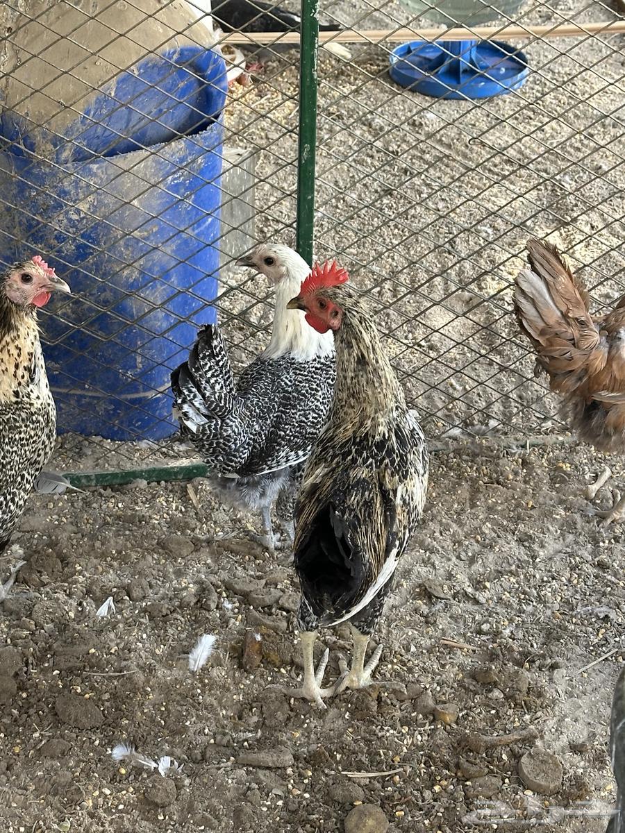 Chicken64439486512897112