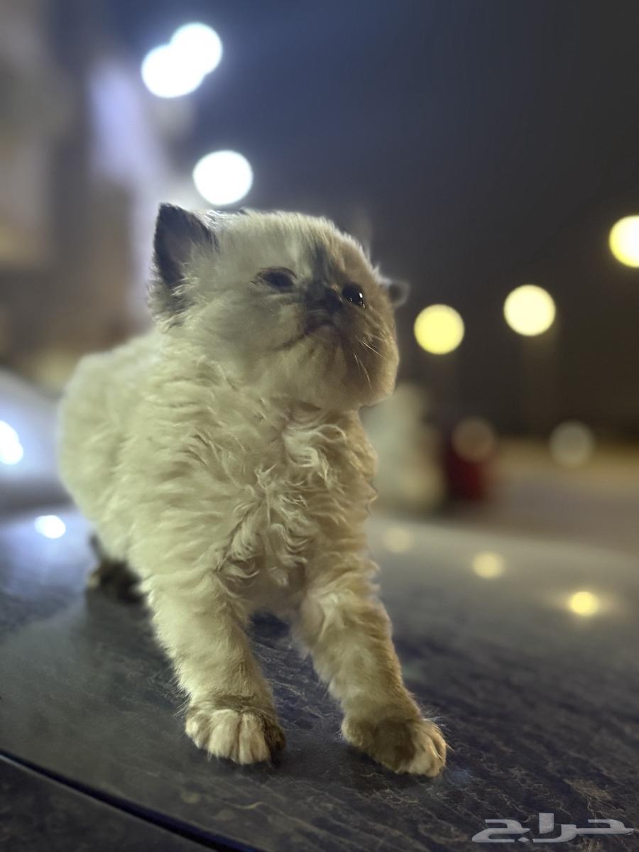 قطط بيرشن وهيمالايا64494855137155112