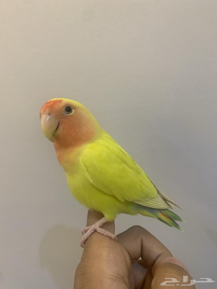 تم البيع64489184376067110