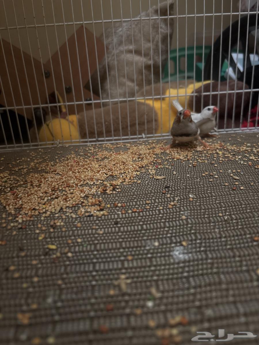 Budgie bird64493437291779111