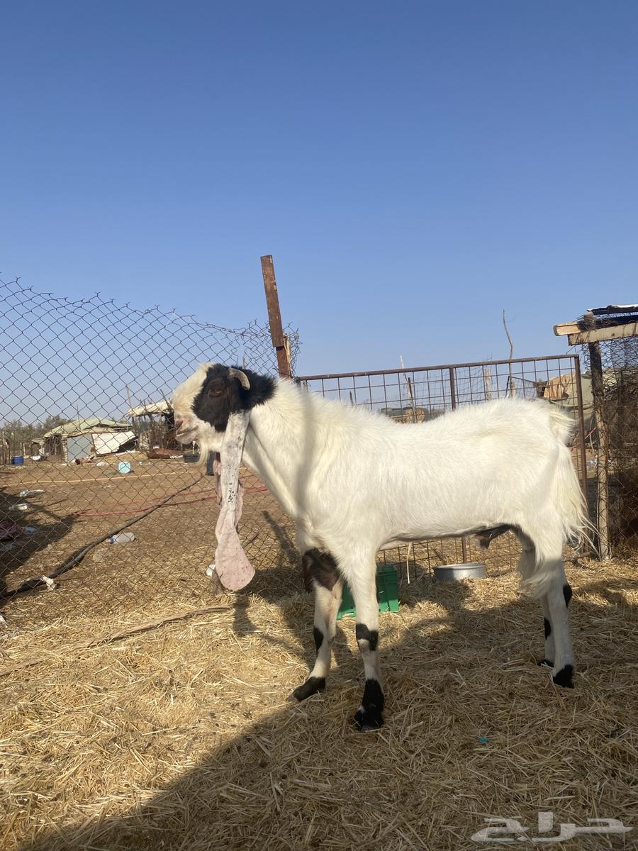 تيس فحل للبيع صنف64486538110851110