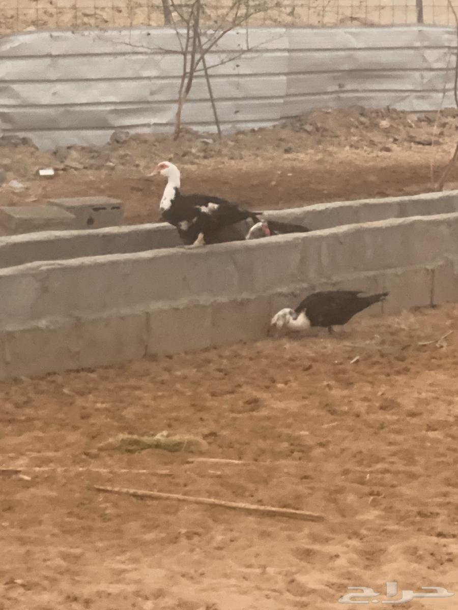 بط للبيع ص64492054031745110