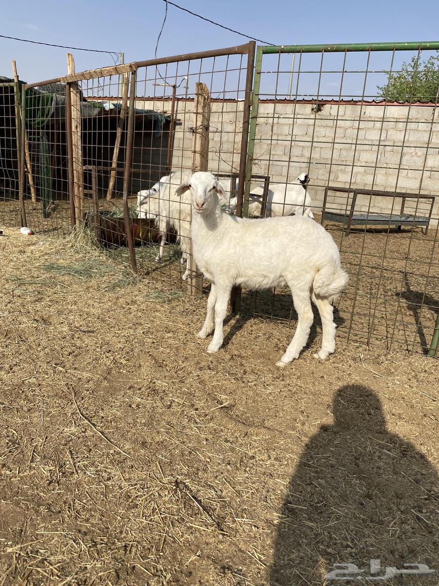 رخل حرية ذبيحة64488090715523112