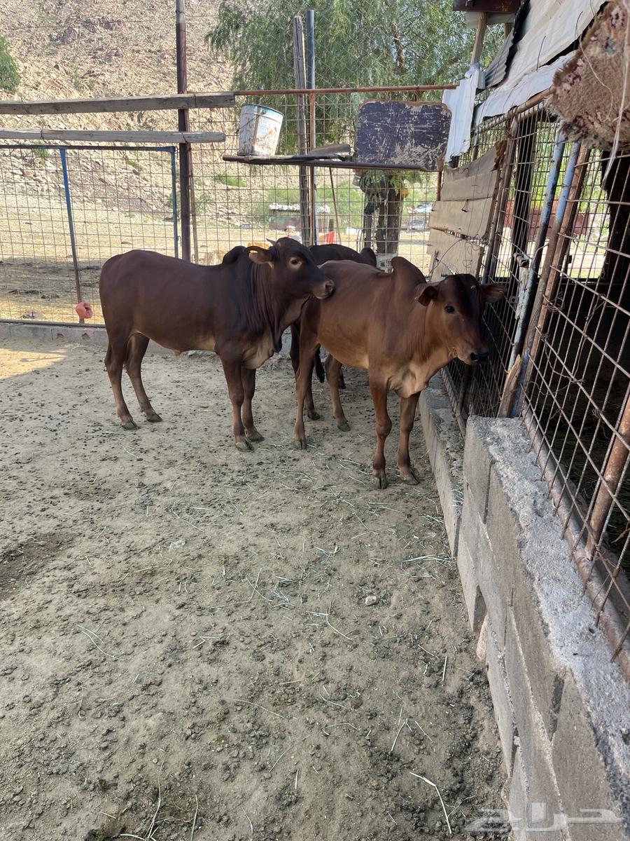 حسلان بلدي64487650050307112