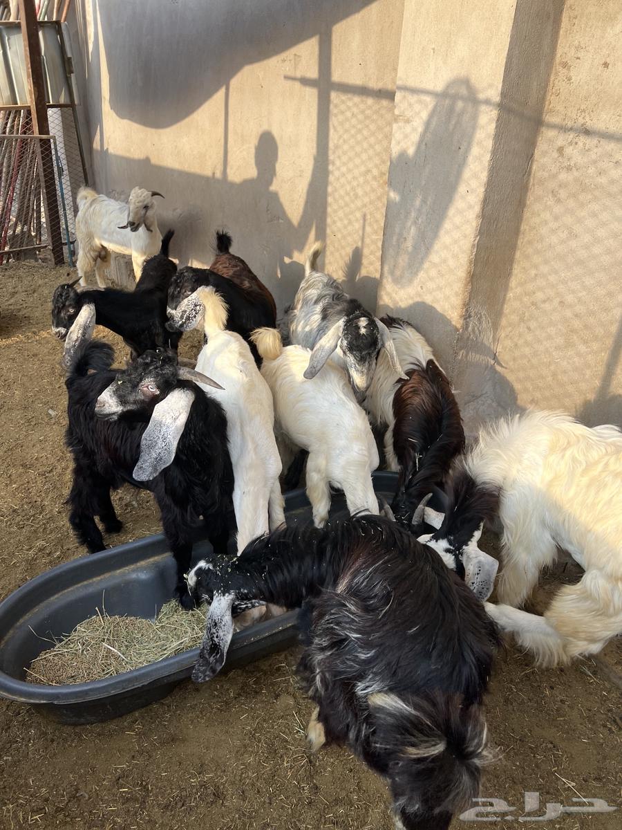 Tios64489406137475114