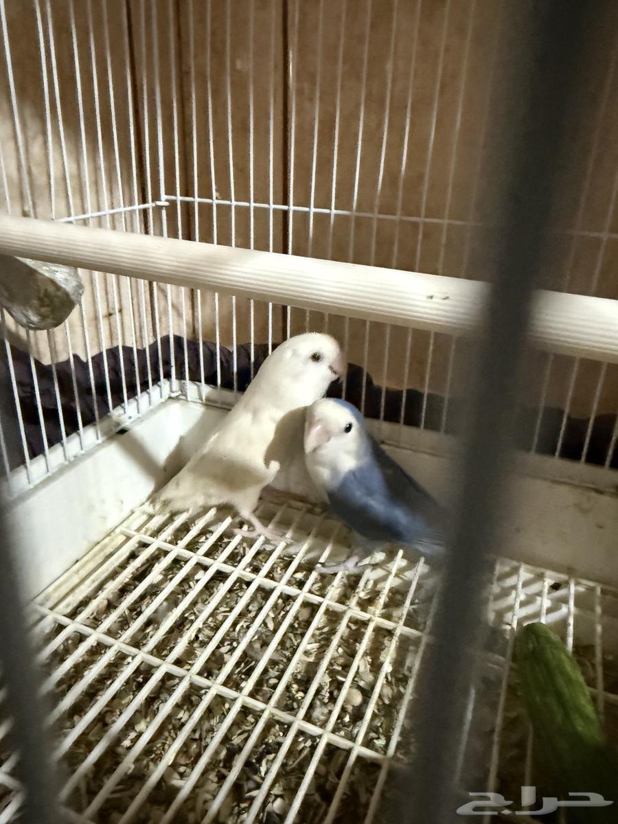 البيع روز64487332882433110