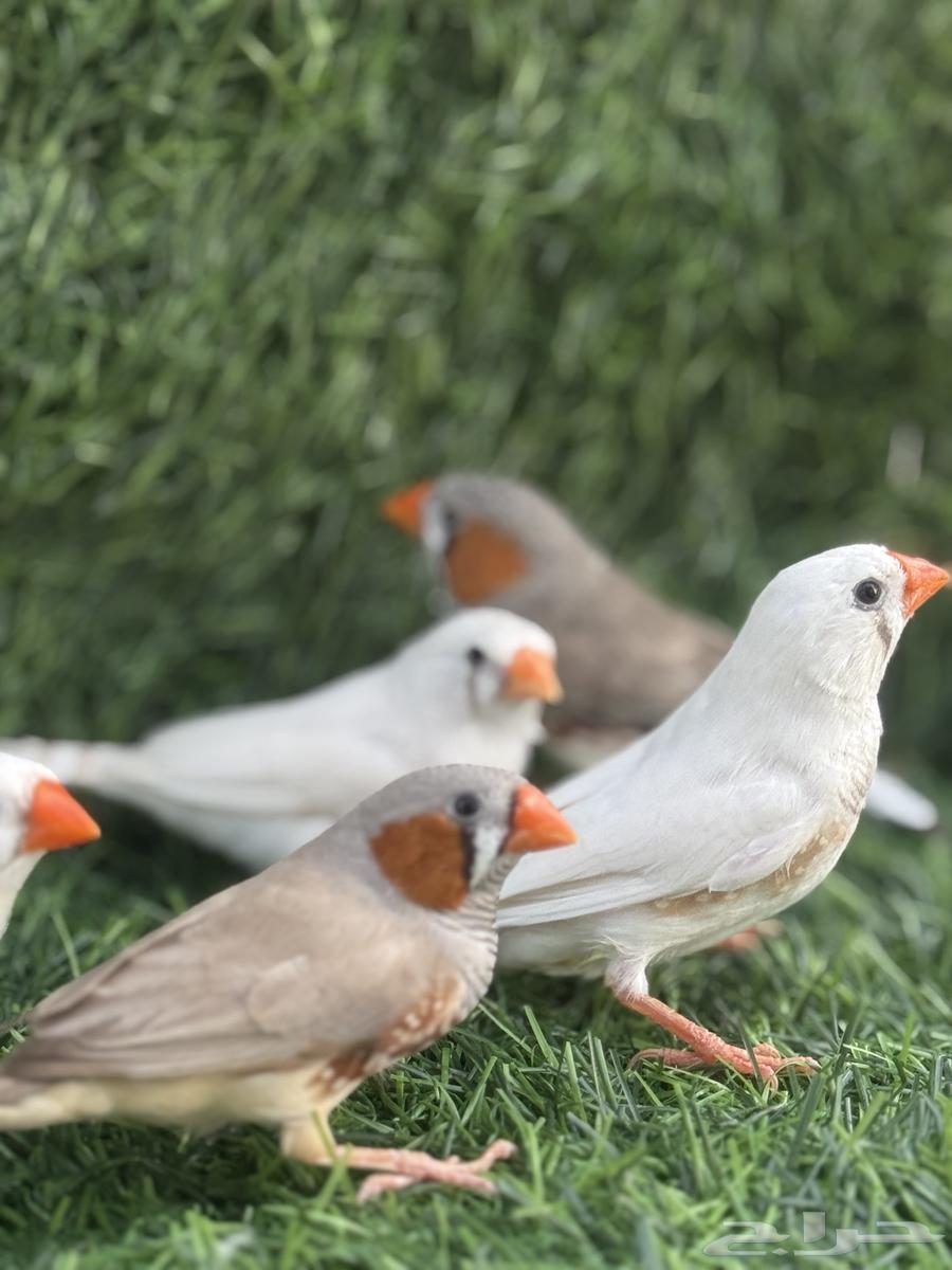 للبيع زيبرا64494194421379113