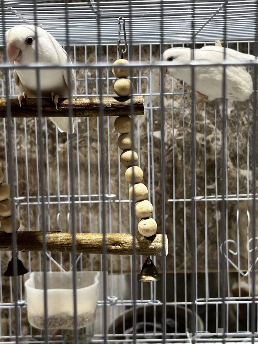 جوز روز البينو64492420707459110