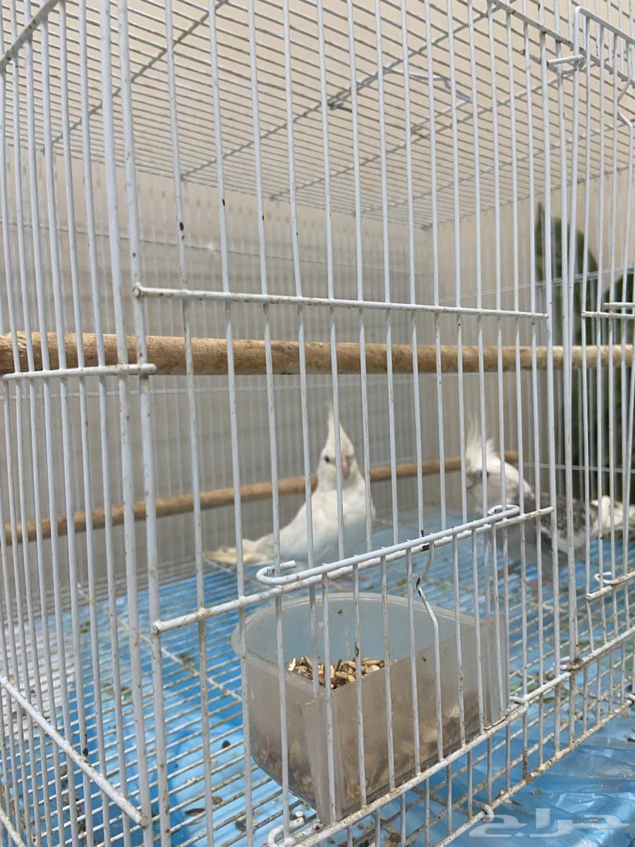 ببغاء كوران ذكر و أنثى أليفه السعره 500 عدم الاتصال التواصل64493477925762110