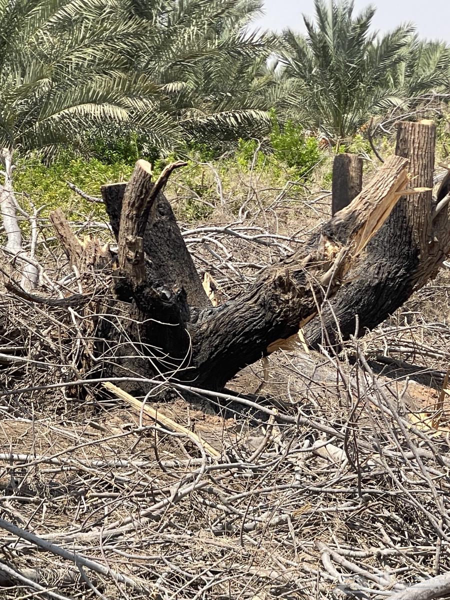 Large size wooden log64489100755842113