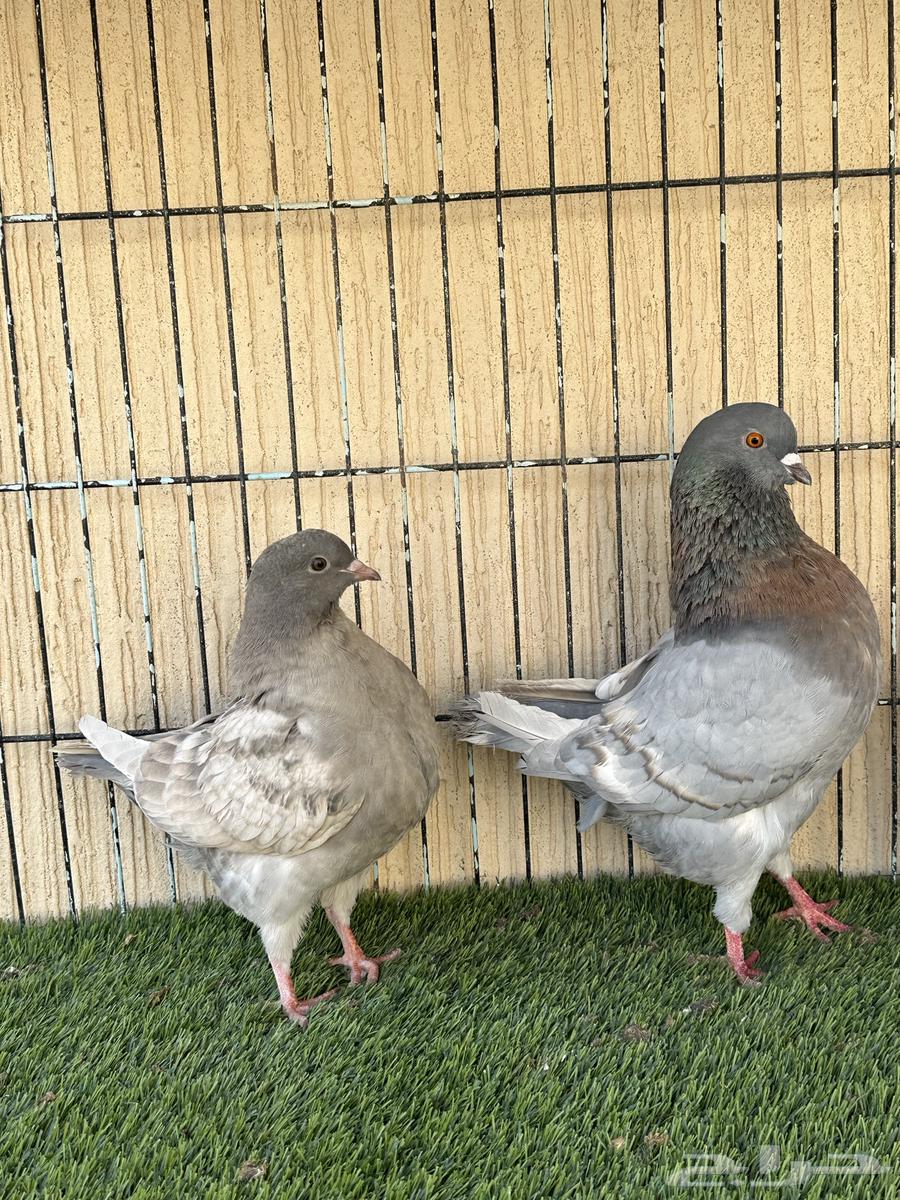 حمام كنق جوز منتج مع فرخه نوادر ماشاءالله. للبيع64490605102209113