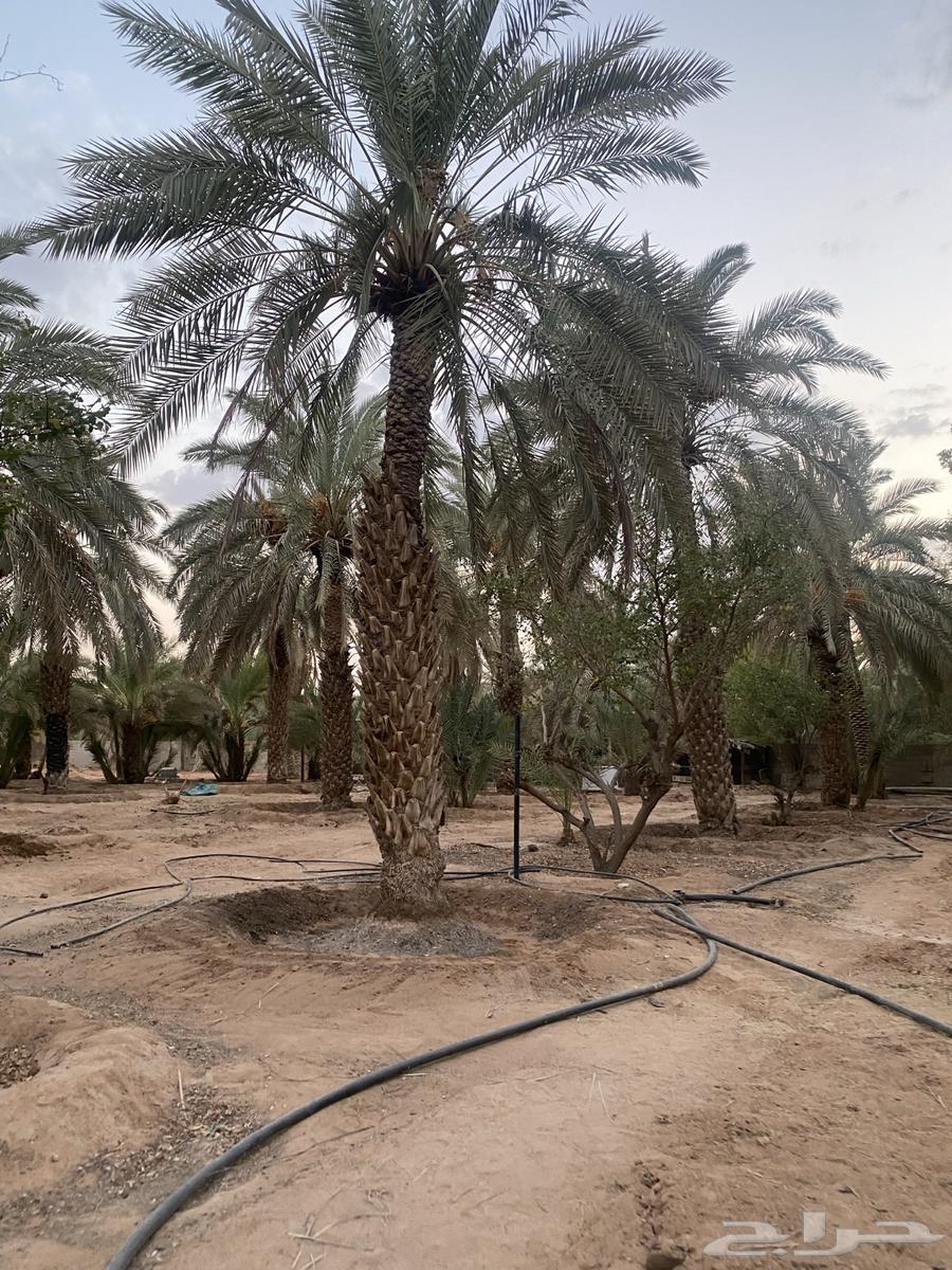 نخل طوال عدد 20 سلج وخضري64493314124545111