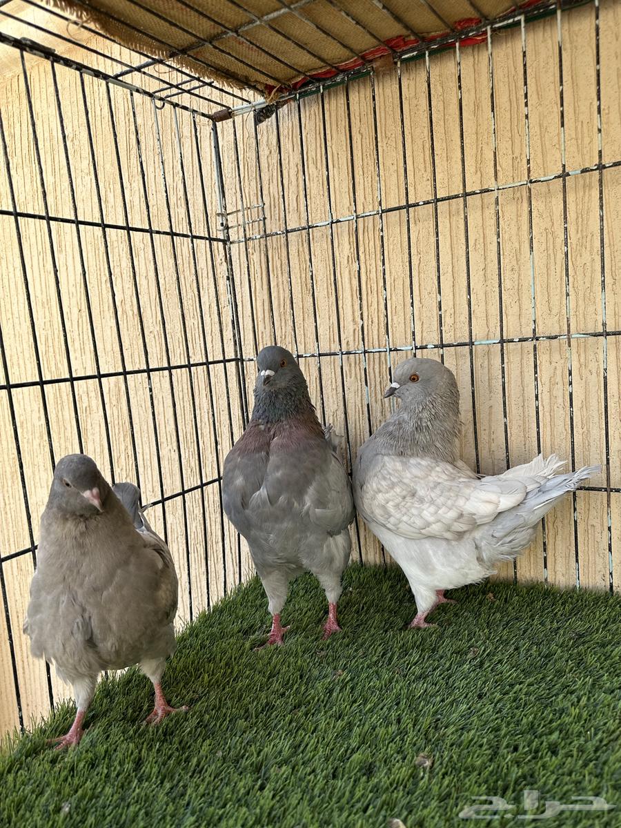 حمام كنق جوز منتج مع فرخه نوادر ماشاءالله. للبيع64490605102209112