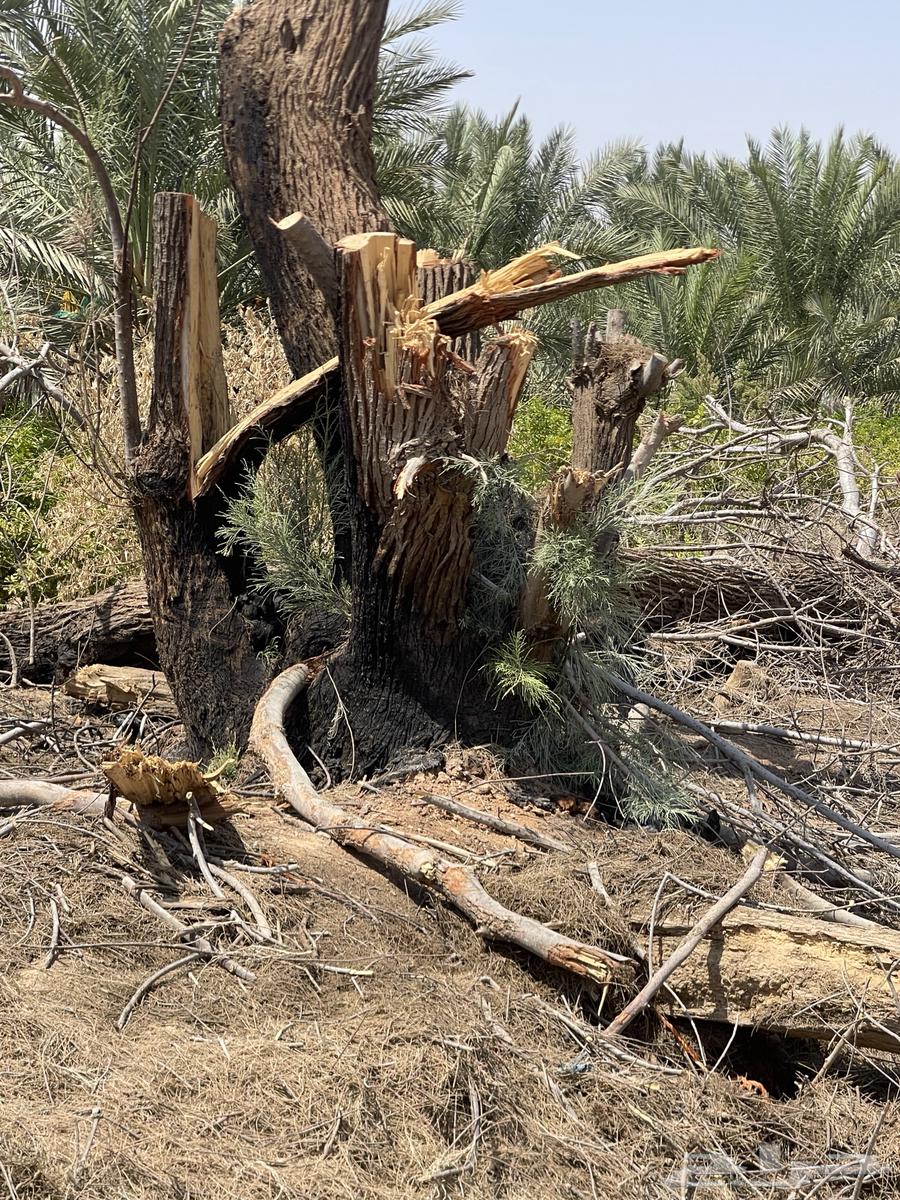 Large size wooden log64489100755842114