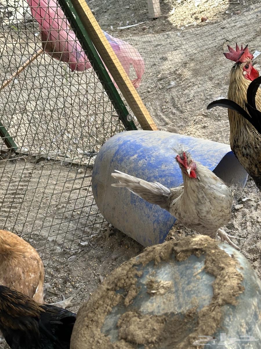 للبيع دجاج64482741696129112