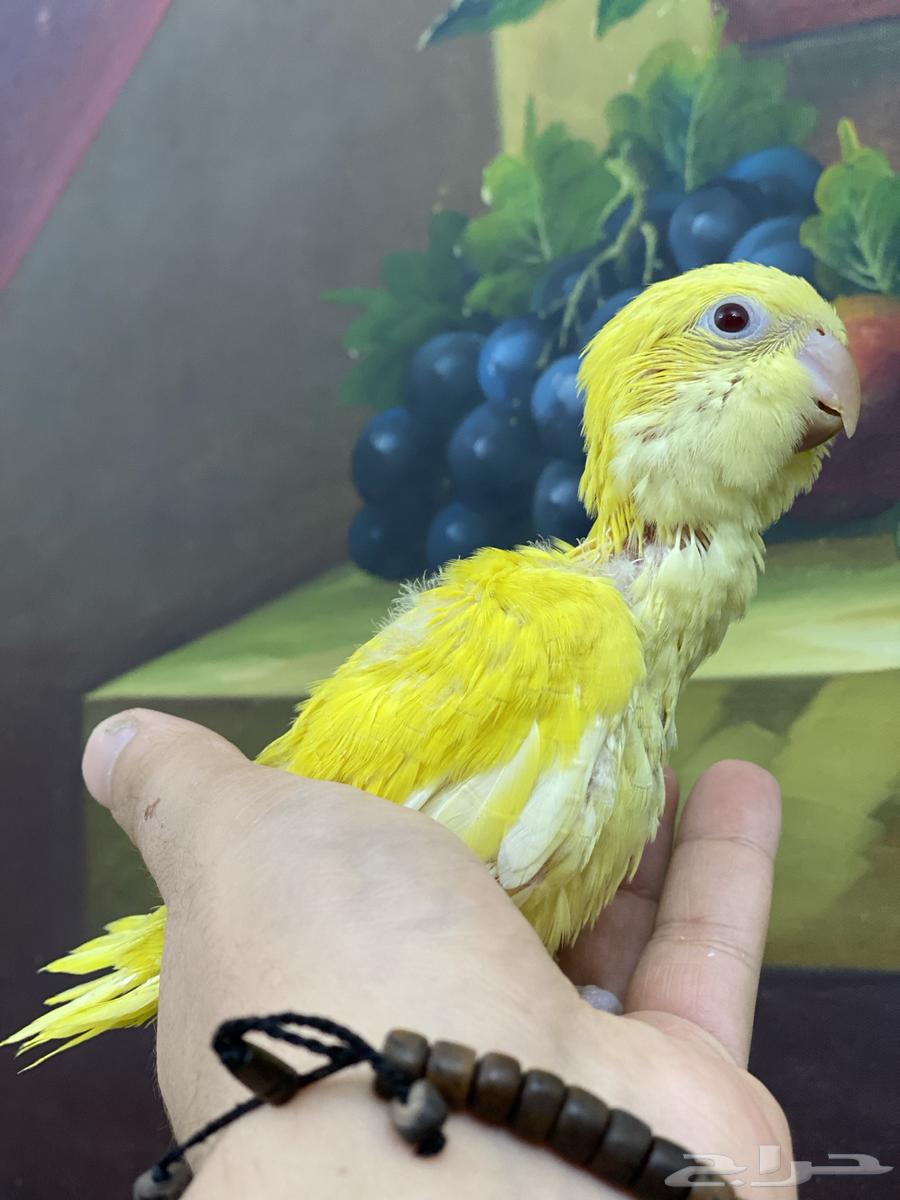 Farkh Quaker64486716425089111