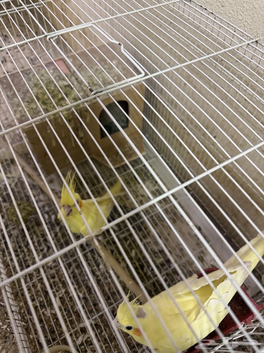 درة هندي للبيع وتاخذ معه 2 كروان هدية64493823403010113