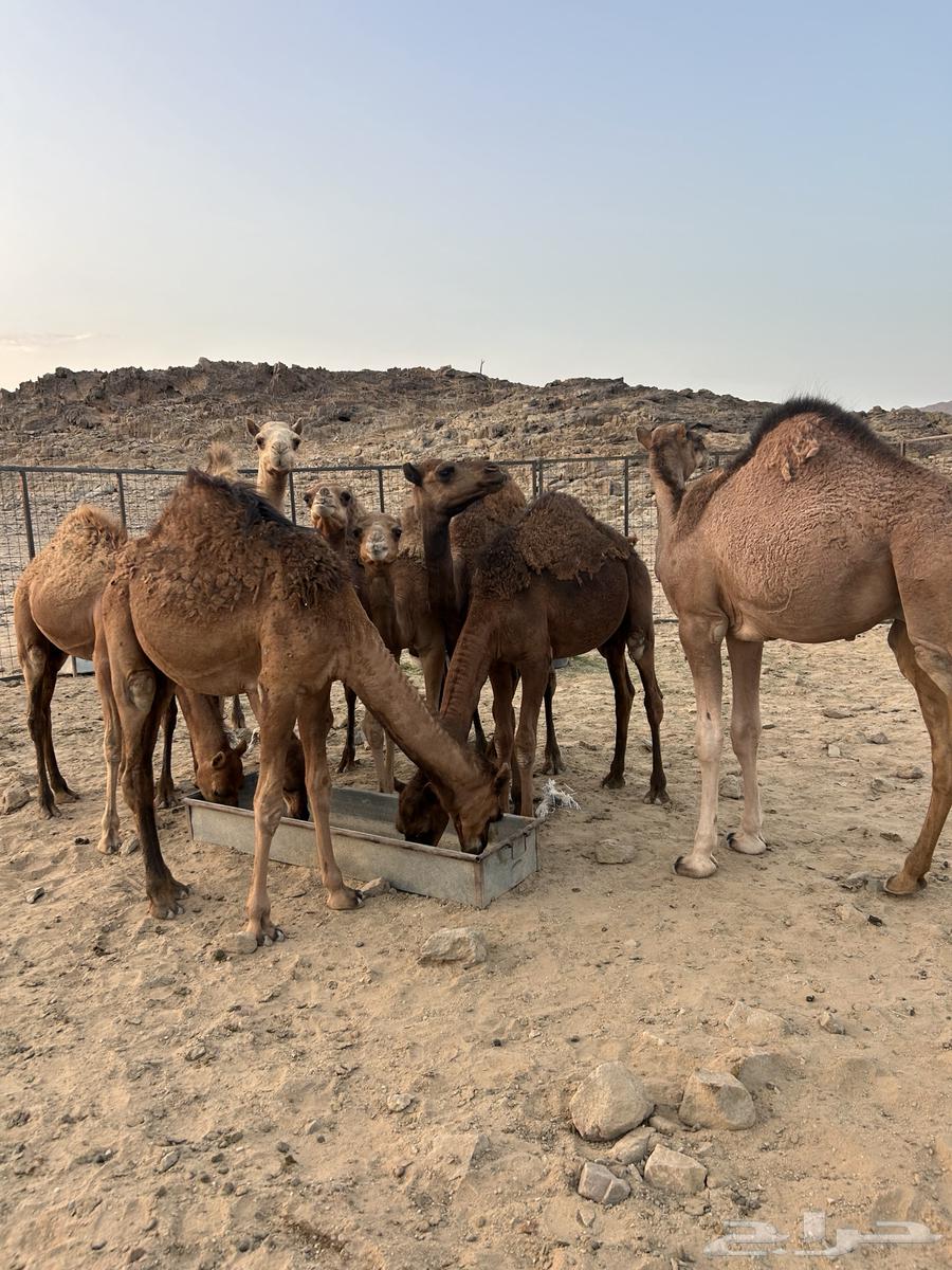 قعدان للبيع64492663444482111