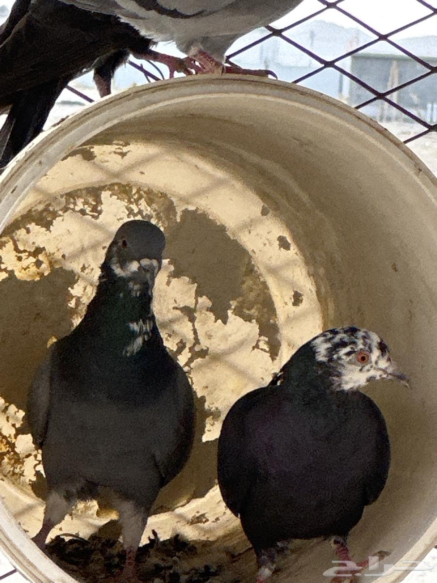 حمام بلدي للبيع أجواز وشحم الحمام الباكستاني مهو للبيع64492080736515110