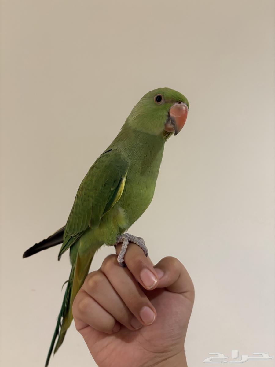 دره هنديه جداا أليفه و متكلمه للبدل أو للبيع64492203359873114