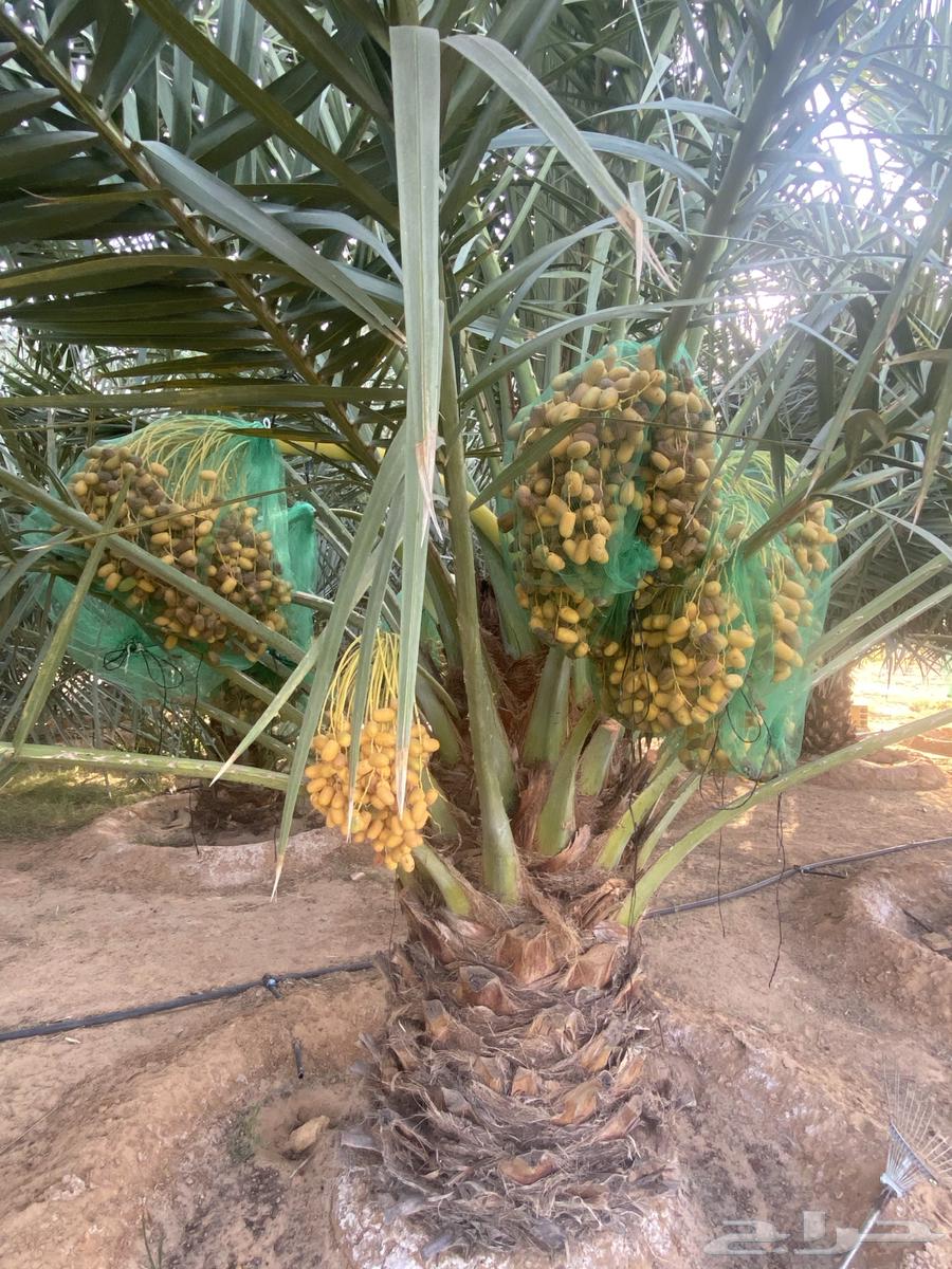 Dates for sale from palm tree64491564715138112