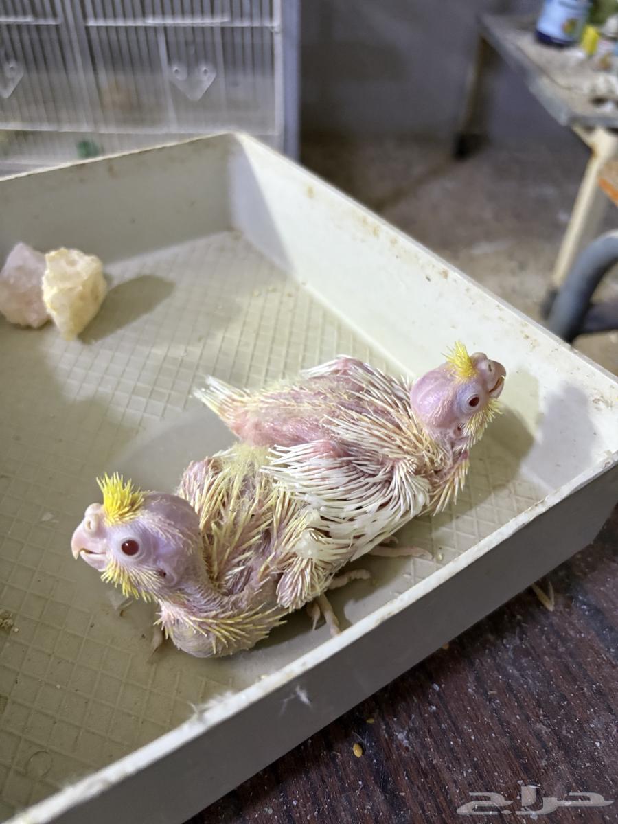 تم البيع خارج الموقع64494441638273112