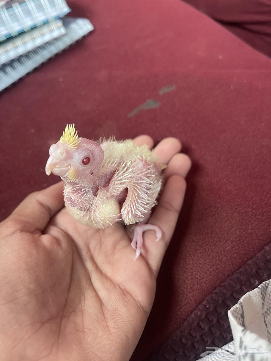 فرخ كروان لاتينو تم البيع64491320104322110