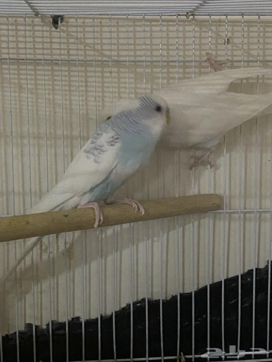 جوز بادجي منتج للبيع64488394705537113