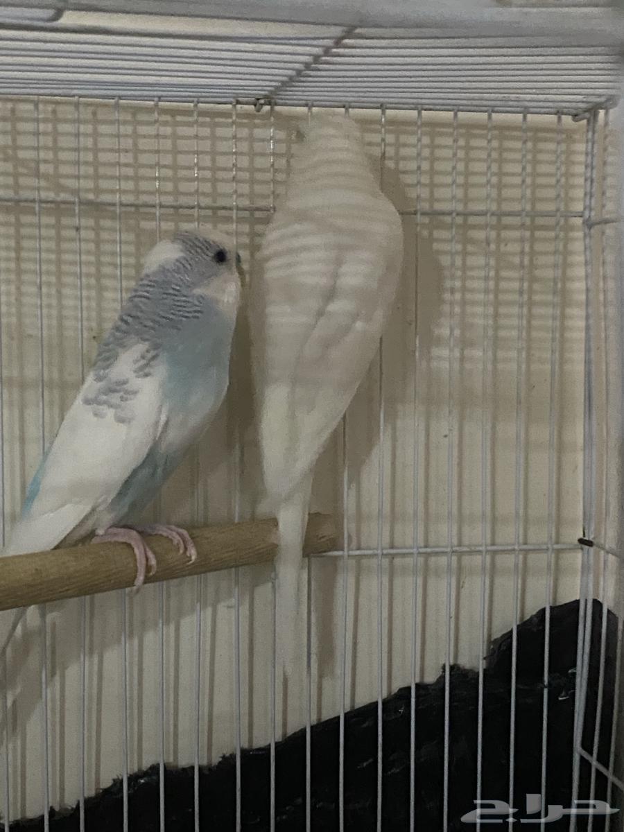 جوز بادجي منتج للبيع64488394705537111