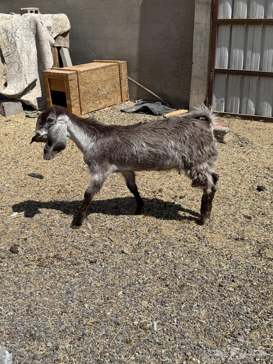 للبيع تيوس العدد 264488989759490110